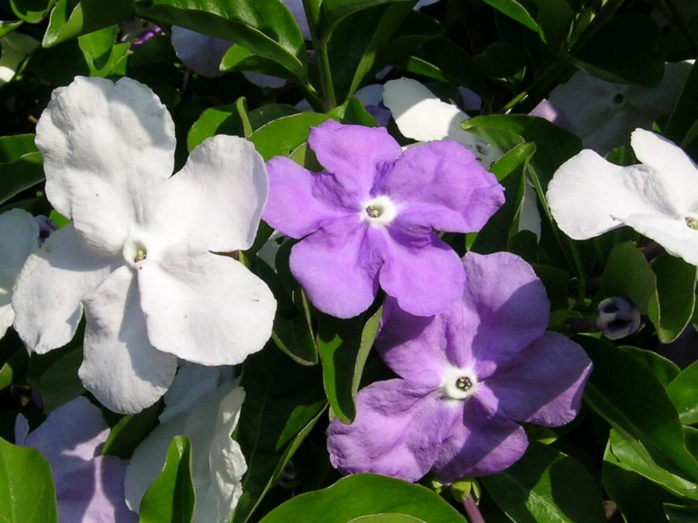 Brunfelsia – Pépinières Ruiz